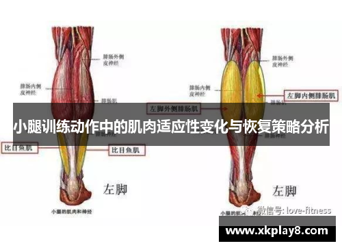 小腿训练动作中的肌肉适应性变化与恢复策略分析